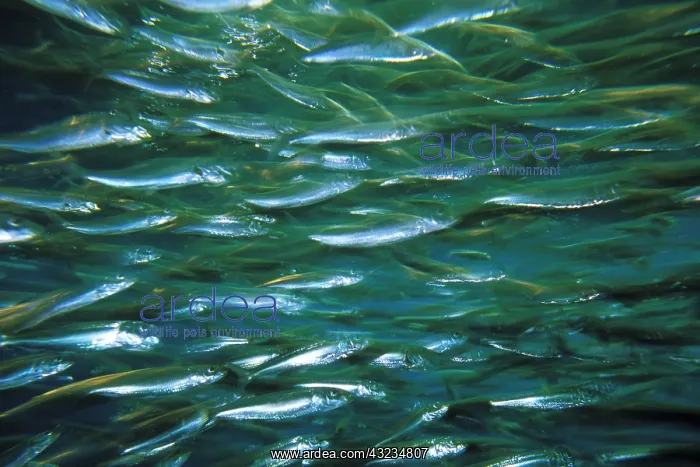 : Close up of school of anchovy : Close up of school of anchovy