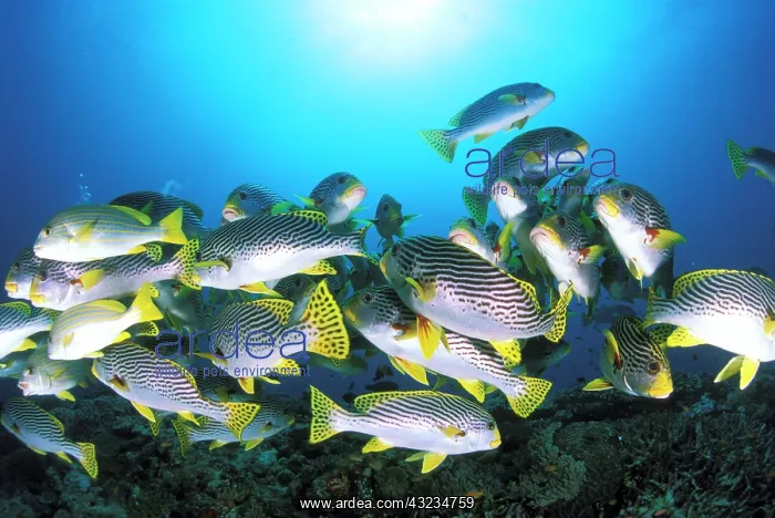 : Close up on a school of oriental sweetlips : Close up on a school of oriental sweetlips