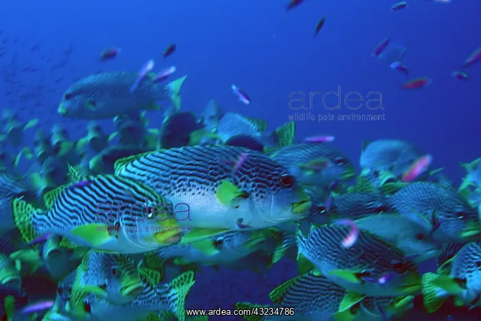 : Close up of school of sweetlips, or plectorhinchus : Close up of school of sweetlips, or plectorhinchus