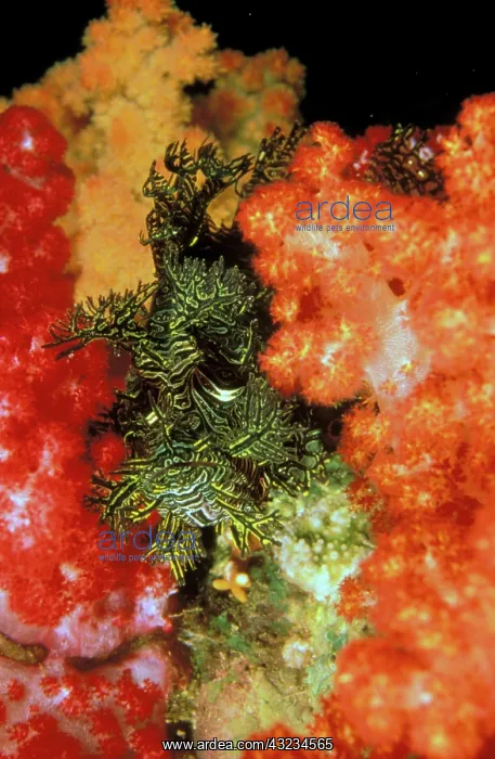: Close up of scorpionfish, or rhinopias aphanes : Close up of scorpionfish, or rhinopias aphanes