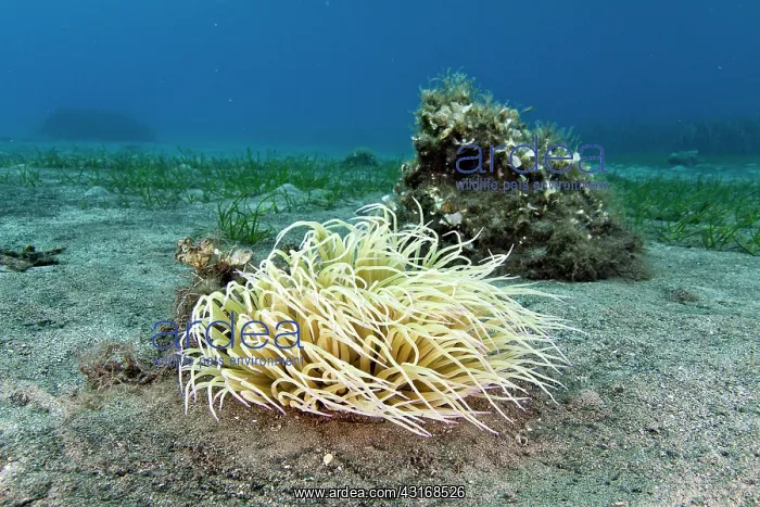 : Close up of Sea Anemone : Close up of Sea Anemone