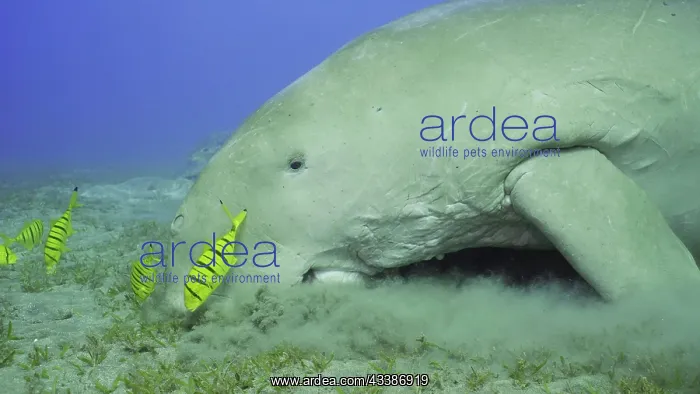 : Close up of Sea Cow (Dugong dugon) or Dugong acc : Close up of Sea Cow (Dugong dugon) or Dugong acc