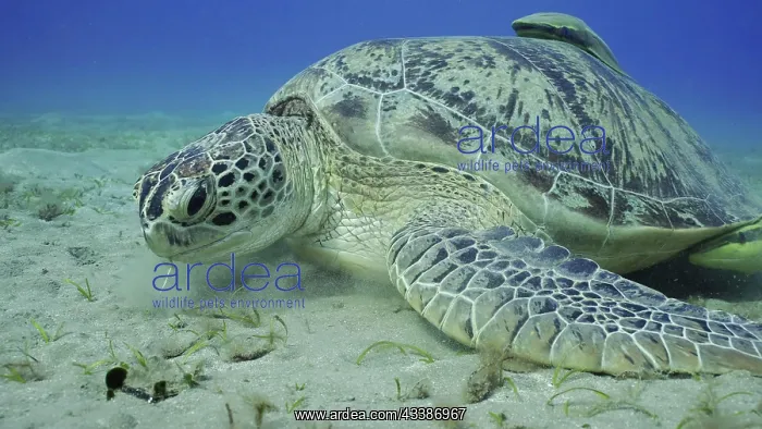 : Close up of Sea turtle grazing on the seaseabed : Close up of Sea turtle grazing on the seaseabed