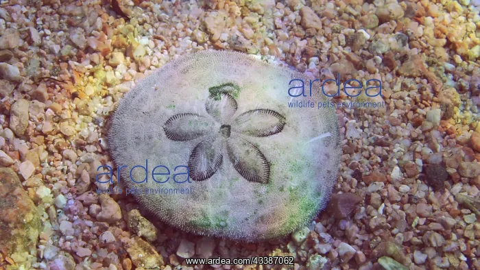 : Close up of sea urchin Sand dollar, Cake urchin : Close up of sea urchin Sand dollar, Cake urchin