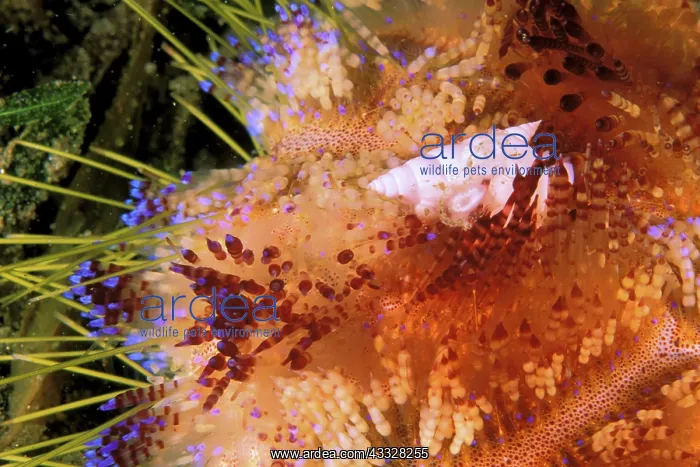 : Close up of shell on fire urchin : Close up of shell on fire urchin