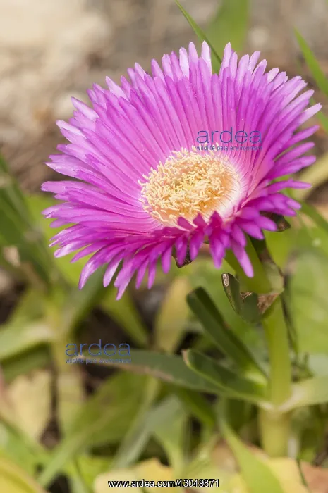 : Close up shot of Dwarf Sourfig or Dwerg Suurvy (Carpobro : Close up shot of Dwarf Sourfig or Dwerg Suurvy (Carpobro