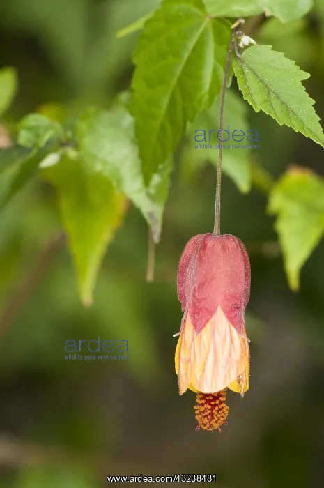 : Close up shot of a single flower of Miller abutilon (Abu : Close up shot of a single flower of Miller abutilon (Abu