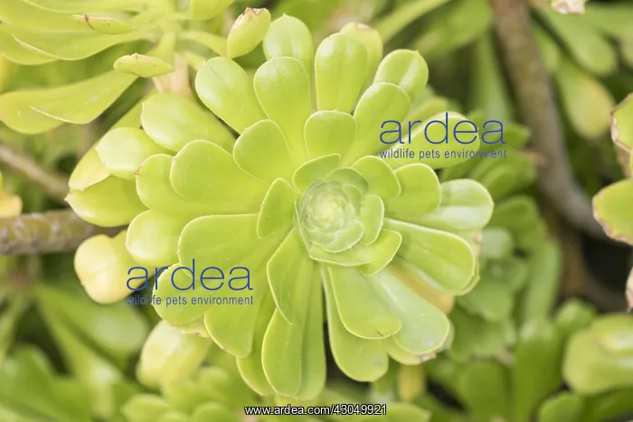 : Close up shot of tree houseleek or Irish rose (Aeonium a : Close up shot of tree houseleek or Irish rose (Aeonium a