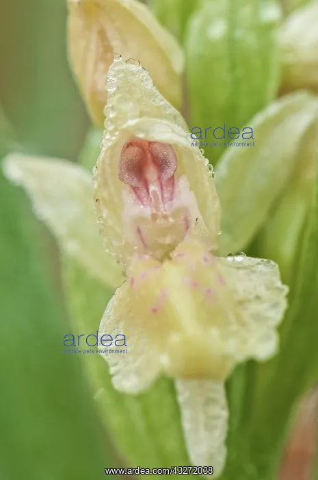 : Close up of a single flower of elder-flowered orchid : Close up of a single flower of elder-flowered orchid