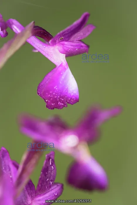 : Close up of single flower of loose-flowered orchid : Close up of single flower of loose-flowered orchid