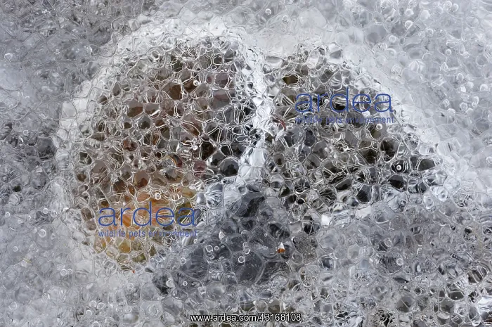 : Close up of small pebbles frozen in ice : Close up of small pebbles frozen in ice