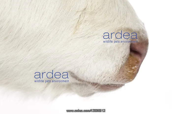 : Close up of the snout of a charolais calf : Close up of the snout of a charolais calf