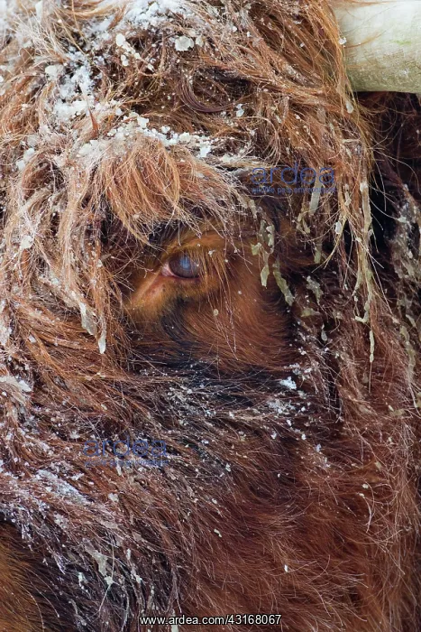 : Zebu. Close up of snow-covered Highland Cow (Bos Taurus) : Zebu. Close up of snow-covered Highland Cow (Bos Taurus)