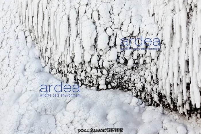 : Close up of snow-covered icicles : Close up of snow-covered icicles