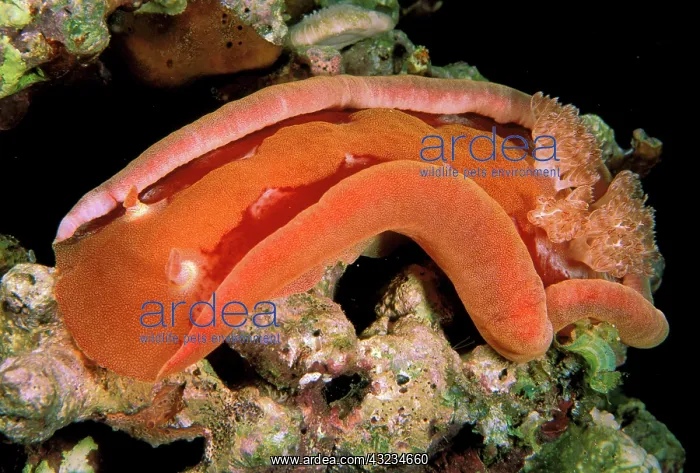 : Close up of spanish dancer nudibranch, or : Close up of spanish dancer nudibranch, or