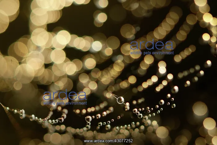 : Close up of spiderweb with dew : Close up of spiderweb with dew