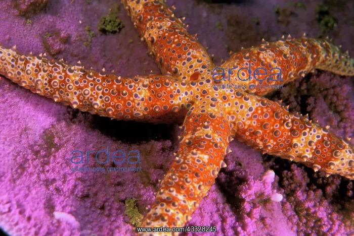  : Close up of starfish