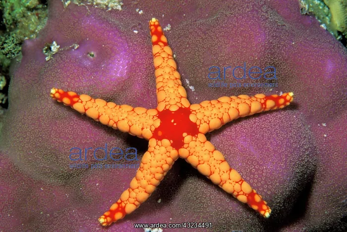 : Close up of starfish, or fromia monilis : Close up of starfish, or fromia monilis