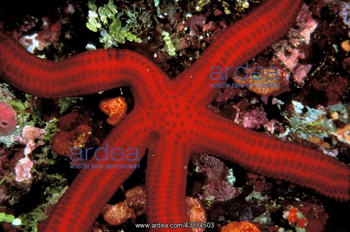  : Close up of starfish, or leiaster leachii