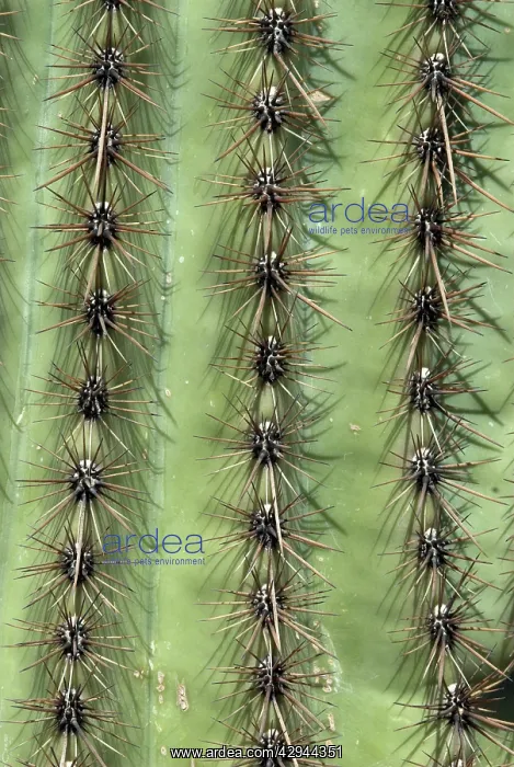 : Close up of trunk of Saguaro cacti : Close up of trunk of Saguaro cacti