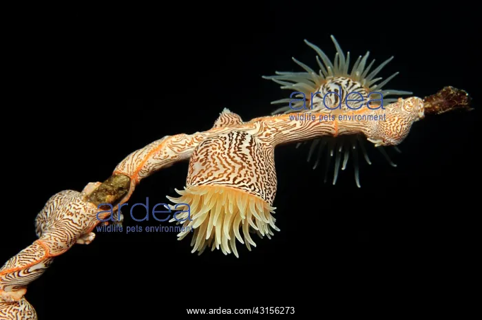 : Close up of Unidentified Colonial Anemone : Close up of Unidentified Colonial Anemone