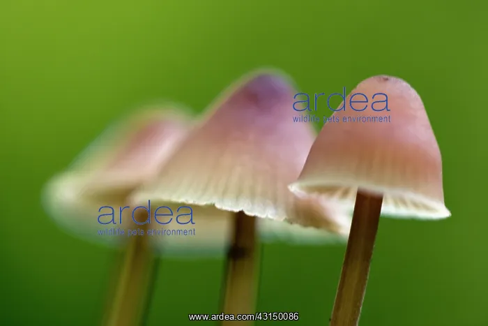 : Close up of unidentified fungi : Close up of unidentified fungi