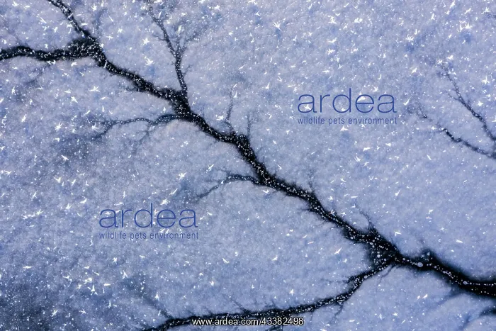 : Close up. Abstract forms created on surface of freezing lake : Close up. Abstract forms created on surface of freezing lake