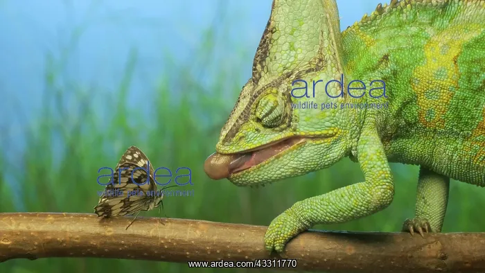 : Close-up, adult bright green chameleon preys on : Close-up, adult bright green chameleon preys on