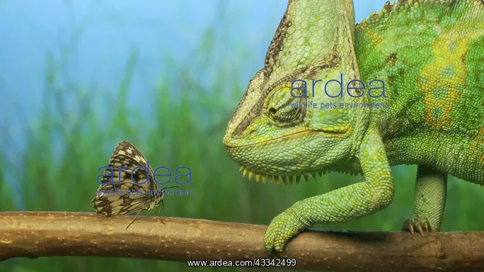 : Close-up, adult bright green chameleon preys on : Close-up, adult bright green chameleon preys on