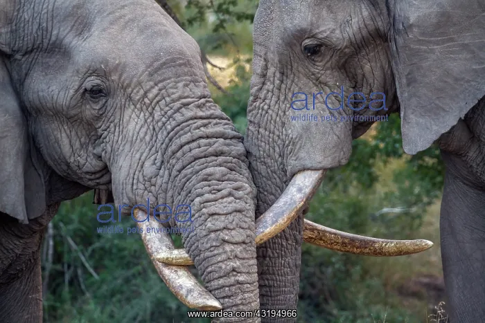 : Close-up of two African bush elephant (Loxodonta : Close-up of two African bush elephant (Loxodonta