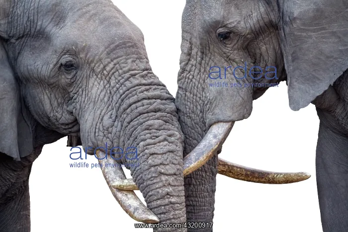  : Close-up of two African bush elephant (Loxodonta