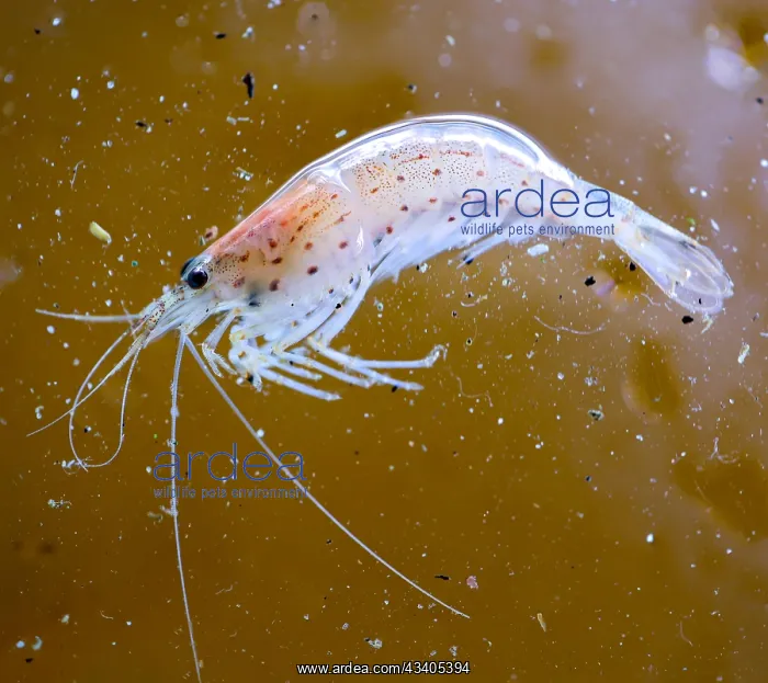 : Close-up of an Amano shrimp in an aquarium : Close-up of an Amano shrimp in an aquarium