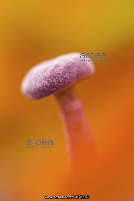 : Close-up of an Amethyst Deceiver : Close-up of an Amethyst Deceiver
