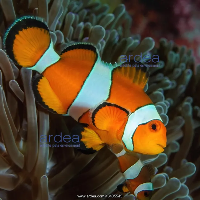 : Close-up of anemonefish ocellaris clownfish (Amphiprion o : Close-up of anemonefish ocellaris clownfish (Amphiprion o