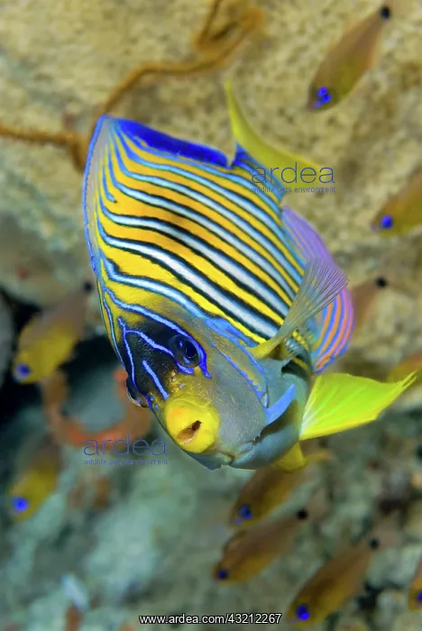 : Close-up of angelfish (Pterophyllum), Raja : Close-up of angelfish (Pterophyllum), Raja
