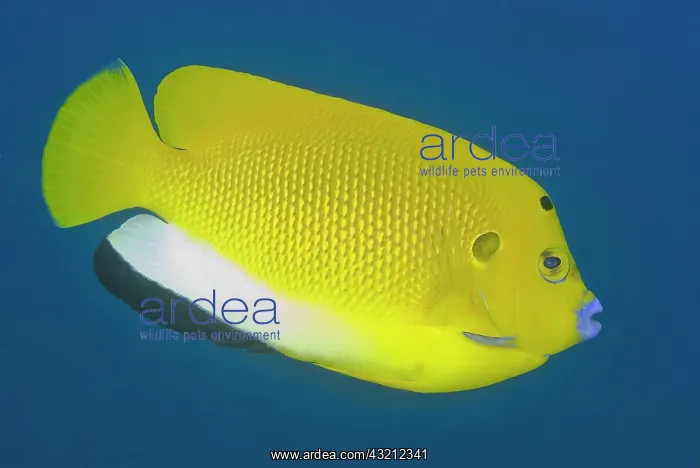 : Close-up of angelfish (Pterophyllum), Raja : Close-up of angelfish (Pterophyllum), Raja