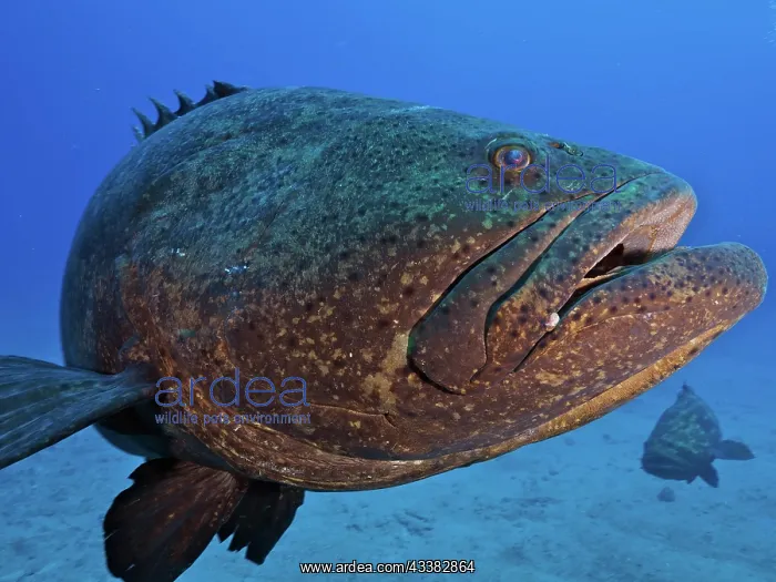 : Close-up of atlantic goliath grouper (Epinephelus : Close-up of atlantic goliath grouper (Epinephelus