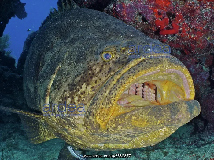 : Close-up of atlantic goliath grouper (Epinephelus : Close-up of atlantic goliath grouper (Epinephelus