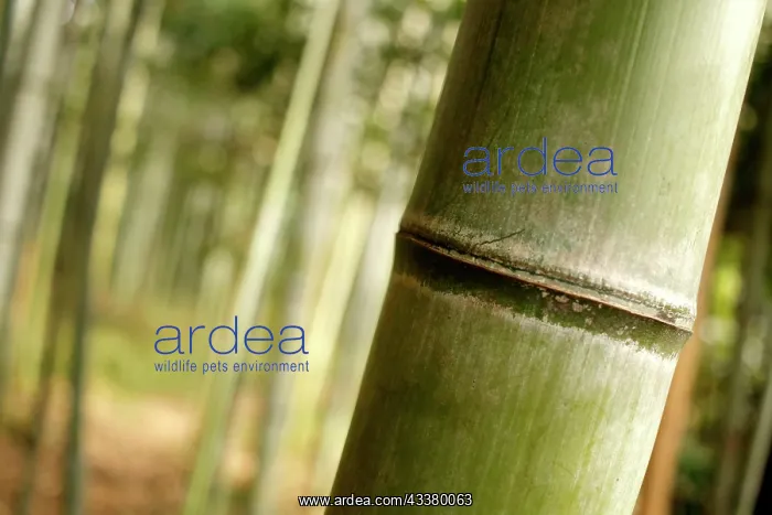 : Close-up of a bamboo trunk in the Arashiyama bamboo : Close-up of a bamboo trunk in the Arashiyama bamboo