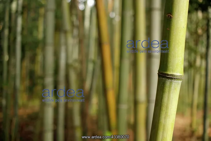 : Close-up of a bamboo trunk in the Arashiyama bamboo : Close-up of a bamboo trunk in the Arashiyama bamboo