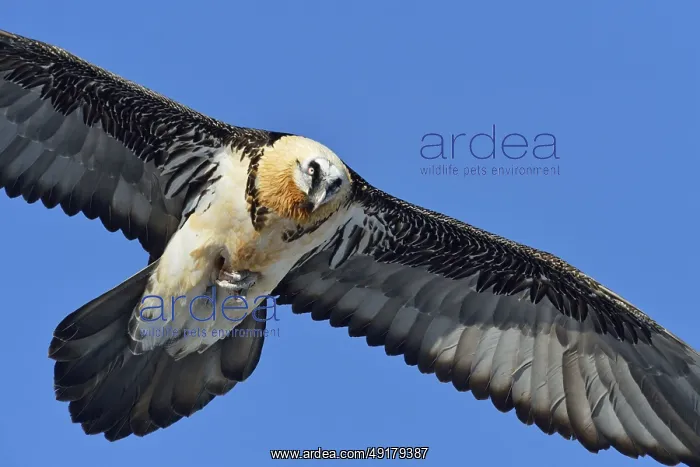 : Close up... Bearded vulture (Gypaetus barbatus) in flight against a blue sky : Close up... Bearded vulture (Gypaetus barbatus) in flight against a blue sky