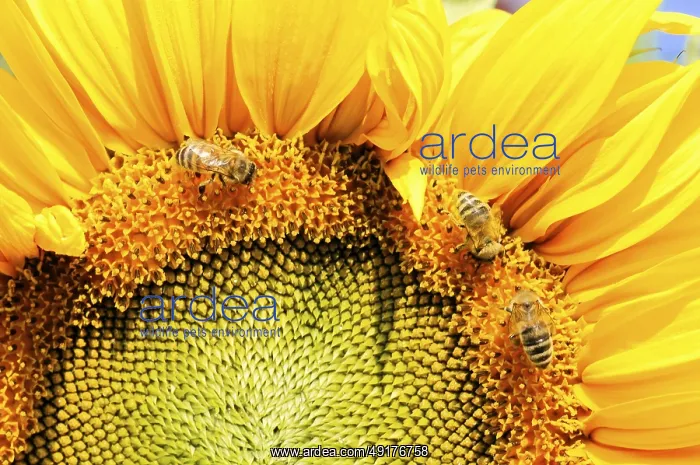 : Close-up of bees pollinating a yellow sunflower : Close-up of bees pollinating a yellow sunflower