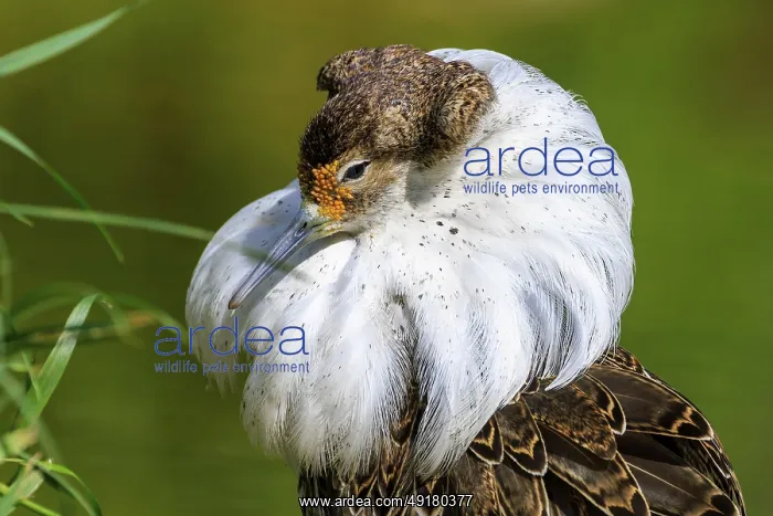 : Close-up of a bird with impressive neck plumage and striking expression : Close-up of a bird with impressive neck plumage and striking expression