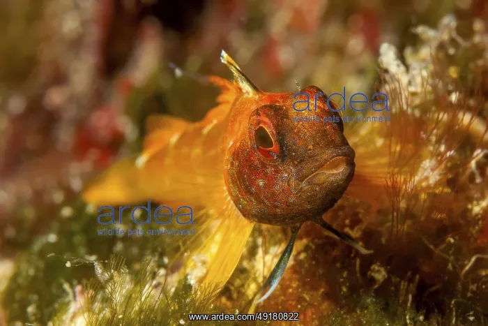 : Close-up of Black-faced blenny looking at viewer : Close-up of Black-faced blenny looking at viewer