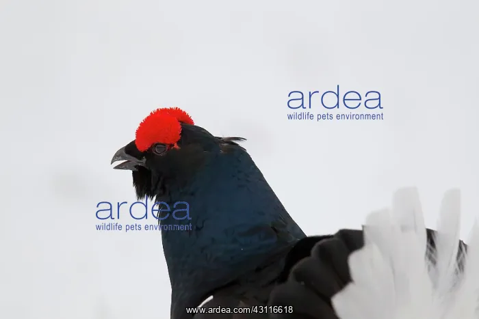 : Close-up of a Black Grouse (Tetrao tetrix) : Close-up of a Black Grouse (Tetrao tetrix)