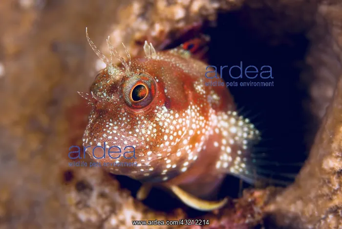 : Close-up of blenny fish (Blenniidae) emerging : Close-up of blenny fish (Blenniidae) emerging