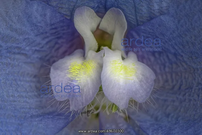: Close-up of blue delphinium flower petals : Close-up of blue delphinium flower petals