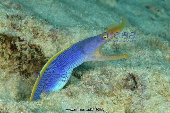 : Close-up of blue yellow ribbon eel (Rhinomuraena : Close-up of blue yellow ribbon eel (Rhinomuraena