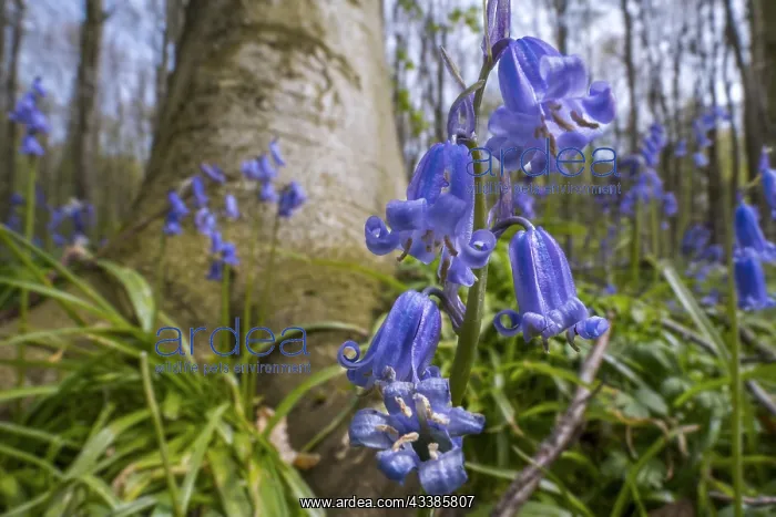 : Close-up of bluebells (Endymion nonscriptus) in : Close-up of bluebells (Endymion nonscriptus) in