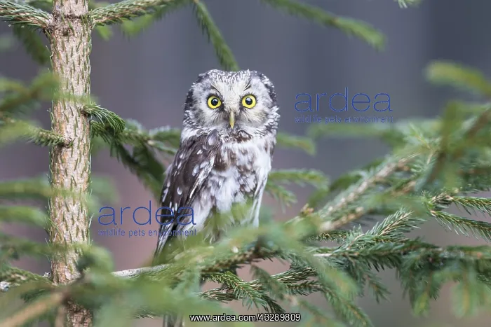 : Close-up of a Boreal Owl (Aegolius funereus) pe : Close-up of a Boreal Owl (Aegolius funereus) pe